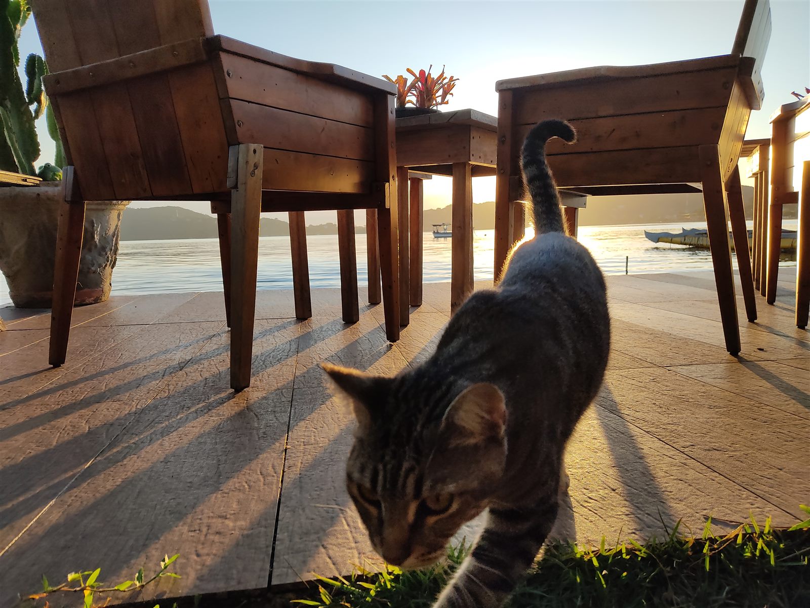 Um dos gatos residentes caminhando pelo deck ao nascer do sol, com a lagoa ao fundo
